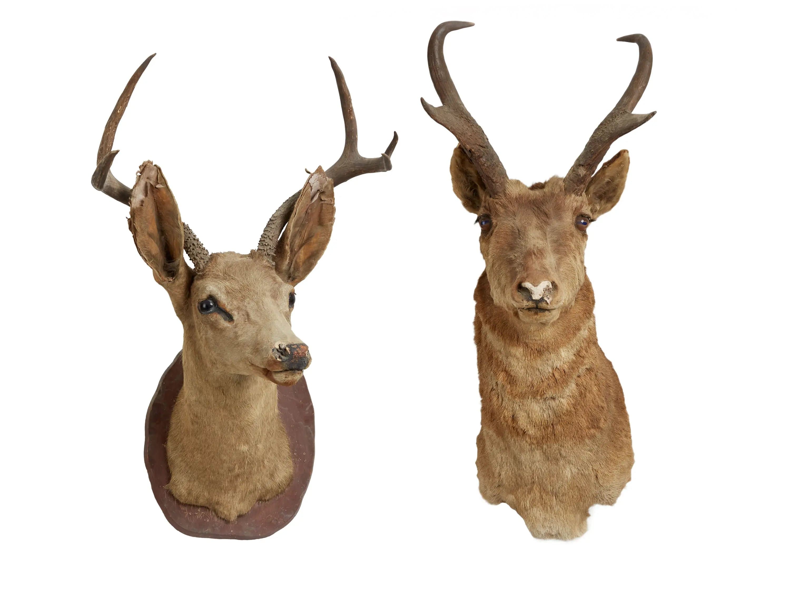 Бұғылардың бас тұлыптары | Julien*s